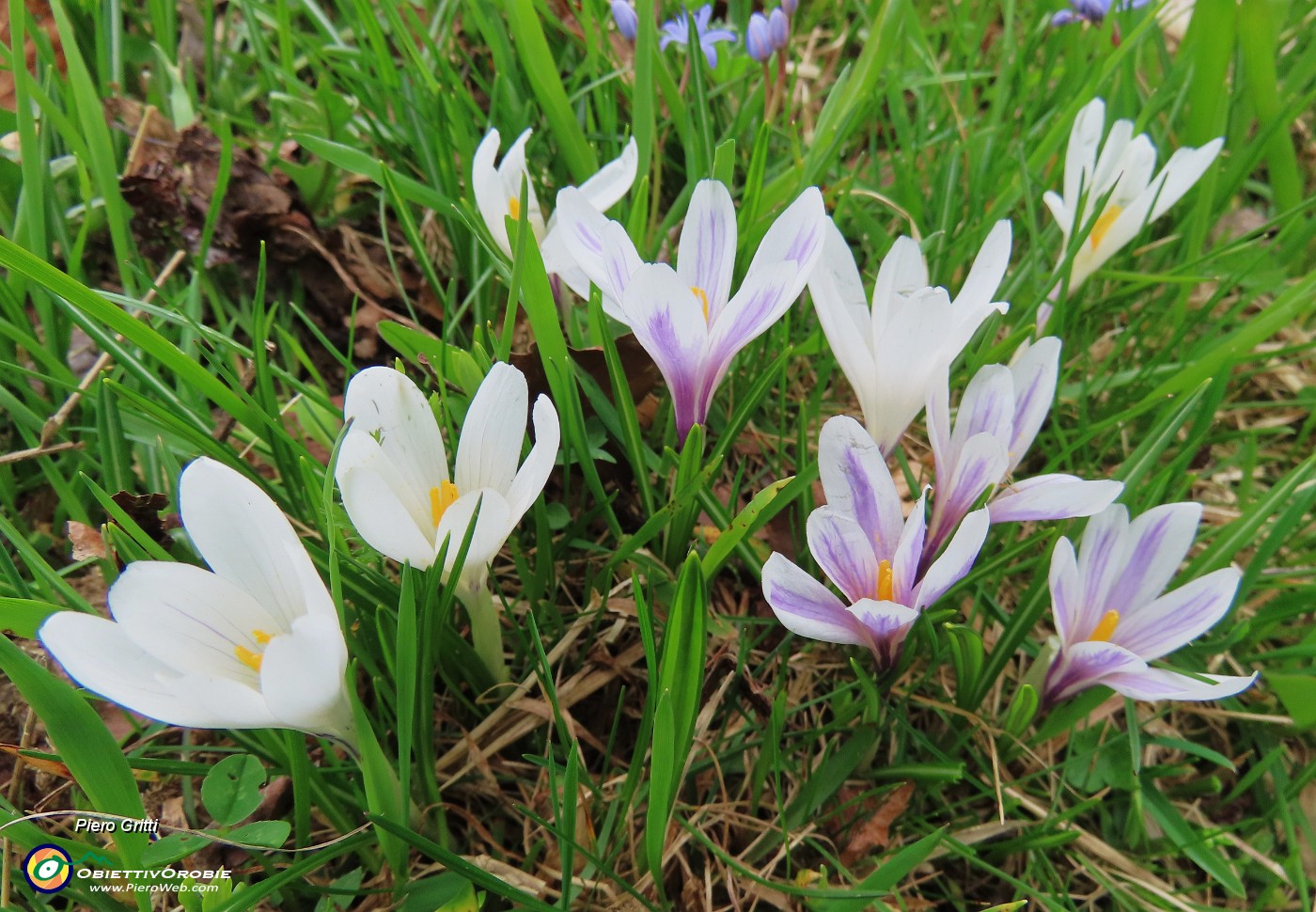 61 Scopriamo altri crocus vernus in fiore.JPG